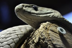 black mamba snake - seven steps