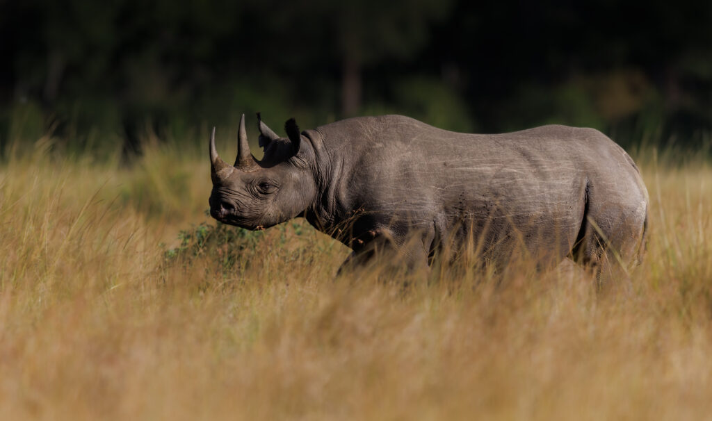 Un rinoceronte nero nella savana in Tanzania