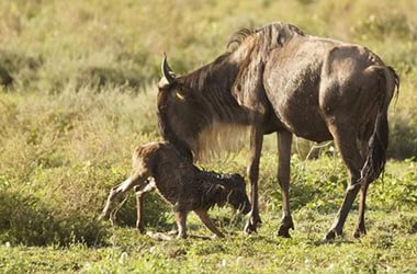 Da-Ndutu-a-Serengeti