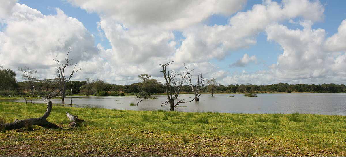 Riserva faunistica del Selous